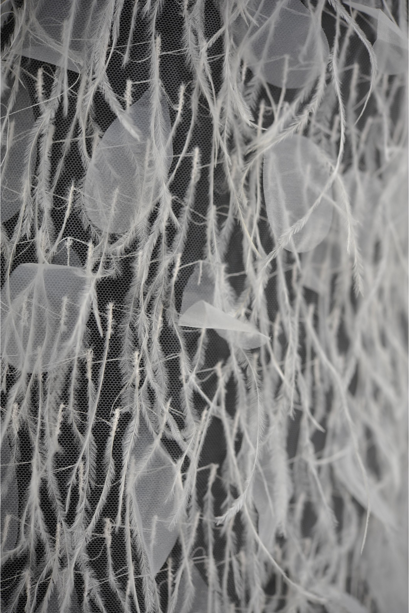 VL60629 OSTRICH FEATHERS