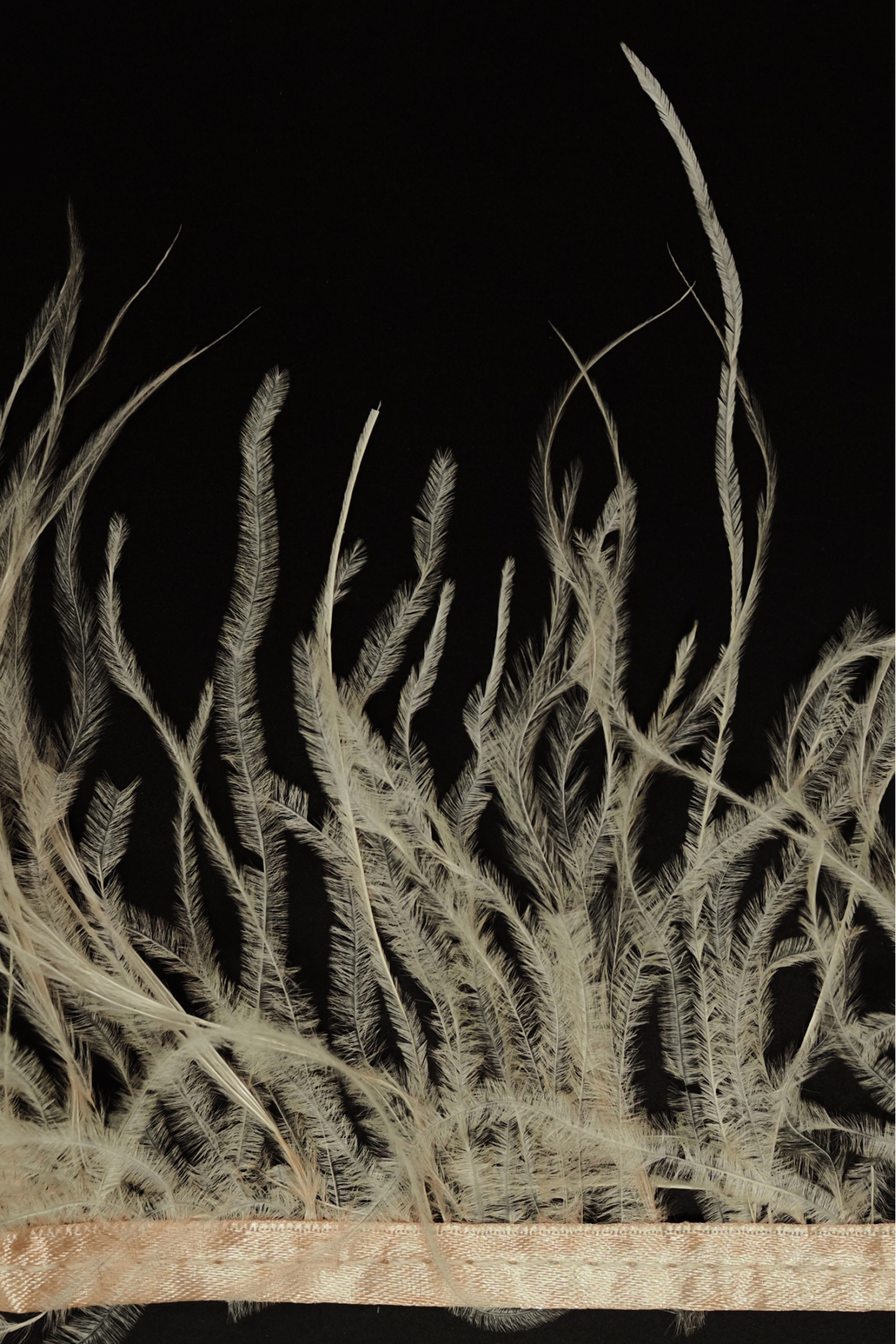 BAND VL STRAUSSENFEDER-1030