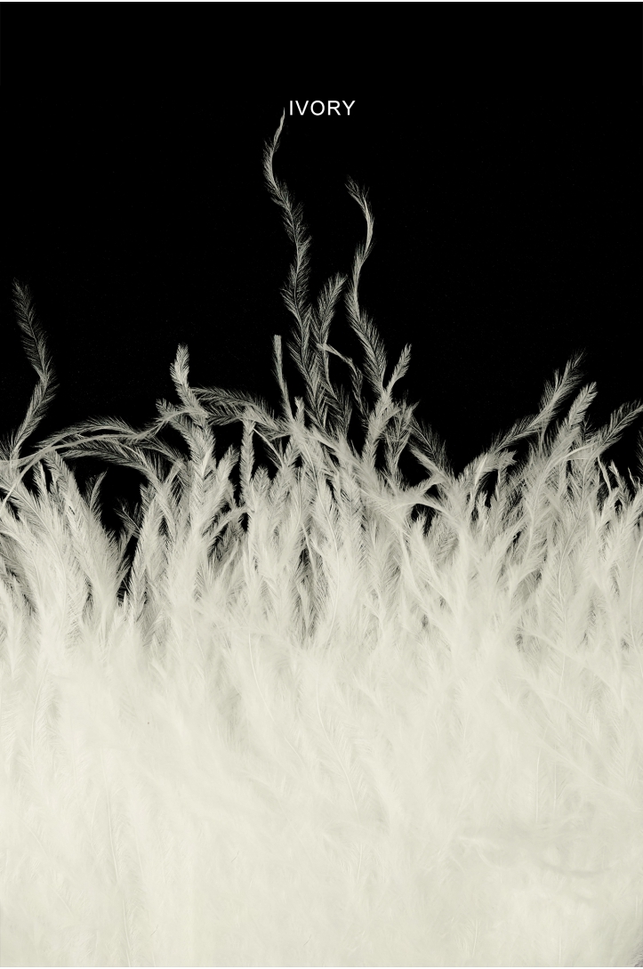 BAND VL STRAUSSENFEDER-1030