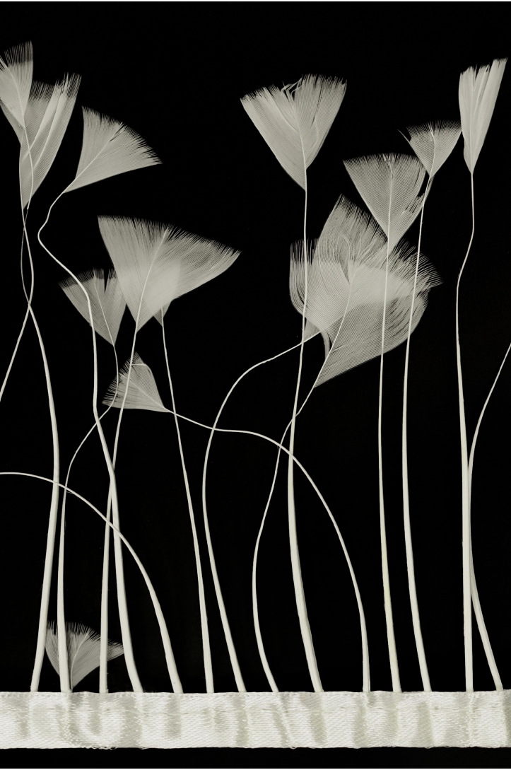 BAND VL GÄNSEFEDERN-BAND 1033