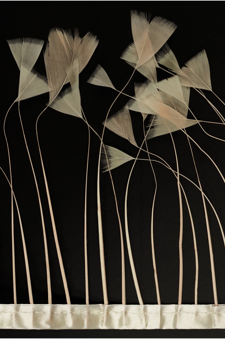 BAND VL GÄNSEFEDERN-BAND 1033