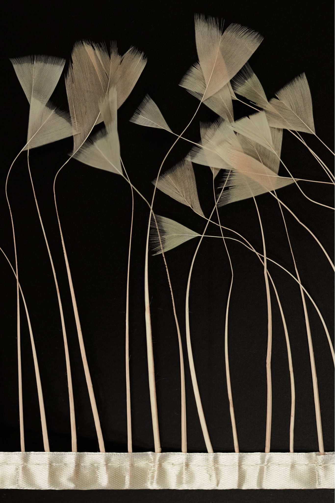 BAND VL GÄNSEFEDERN-BAND 1033