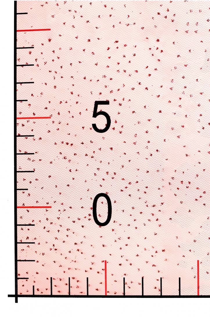 TÜLL MIT GLITZER LER1004 BURGUNDY