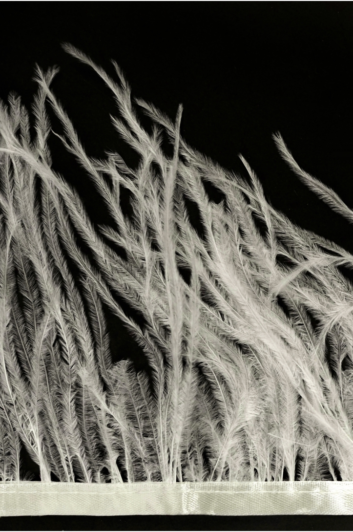 BAND VL STRAUSSENFEDER-1030