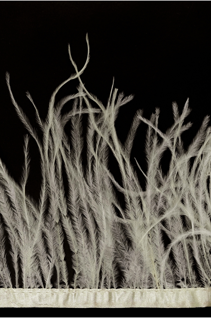 BAND VL STRAUSSENFEDER-1030