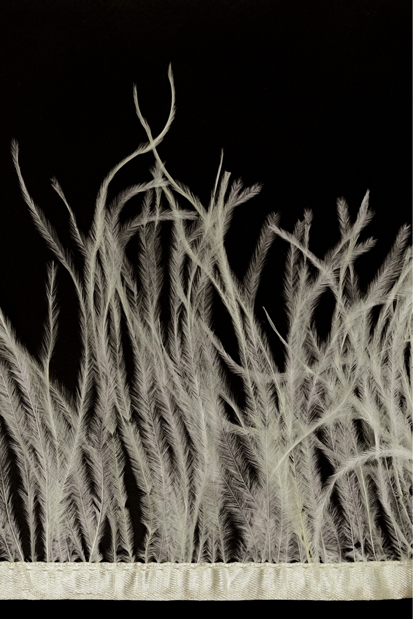 OSTRICH FEATHER TRIM