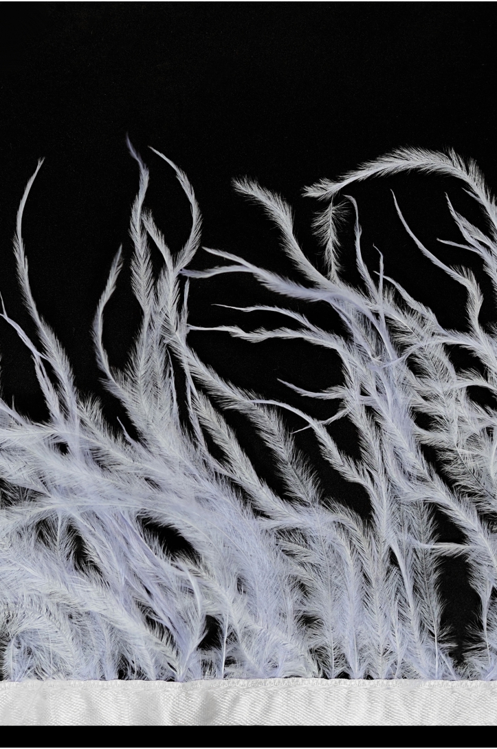 BAND VL STRAUSSENFEDER-1030