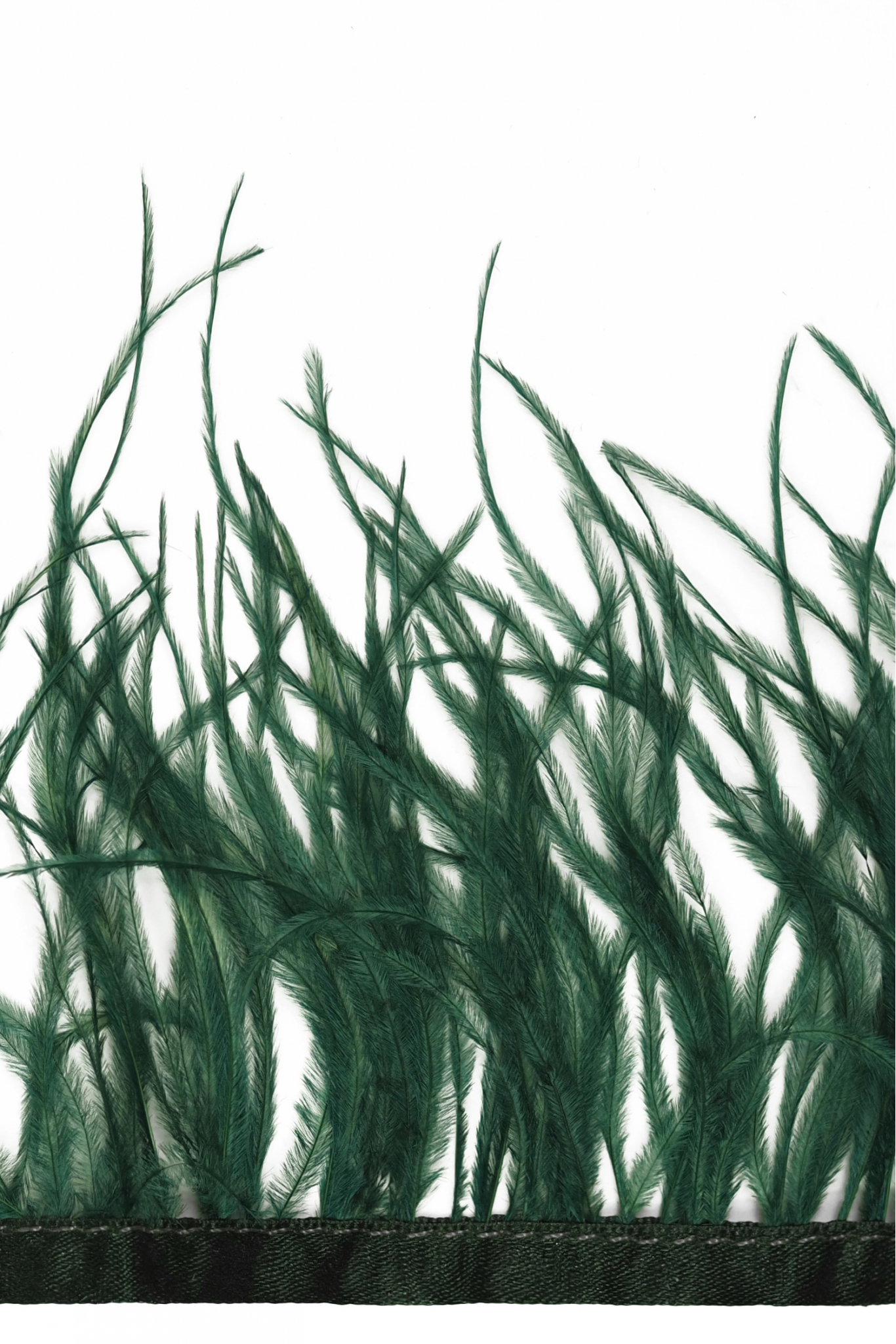 BAND VL STRAUSSENFEDER-1030