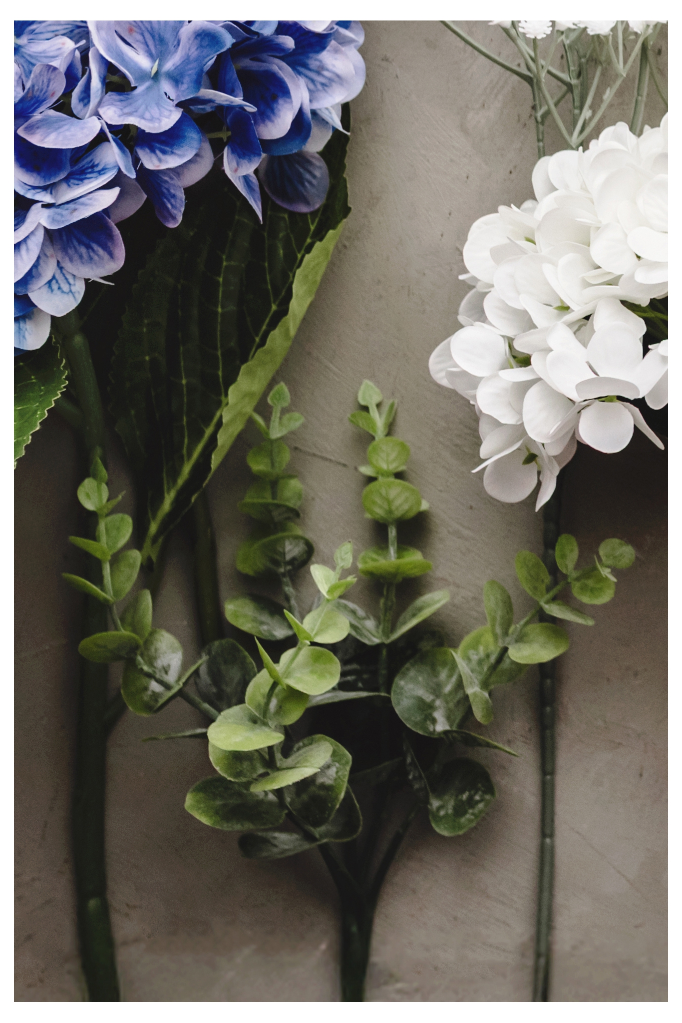 Gałązka Eukaliptus